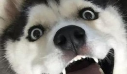 二哈爆料视频大全,萌宠日常笑料不断