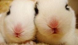 兔子爆料博主视频大全,揭秘博主视频大全背后的精彩故事