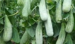 临沂网红吃瓜事件真相,真相背后的网络风波