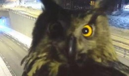 黑哥爆料猫头鹰真实视频,猫头鹰真实视频首度曝光，神秘生物神秘面纱揭开