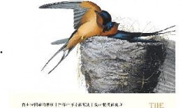 比鸟在线观看,探索云端鸟类的精彩世界