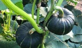 溧阳网红吃瓜事件,一场网络舆论的风暴与反思