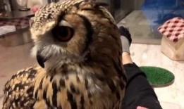 黑哥爆料猫头鹰真实视频,猫头鹰真实视频首度曝光，神秘生物神秘面纱揭开