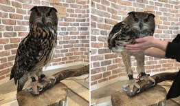 黑哥爆料猫头鹰真实视频,猫头鹰真实视频首度曝光，神秘生物神秘面纱揭开