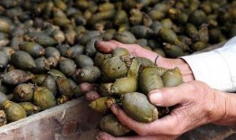 娱乐吃瓜酱找出5个错误,娱乐吃瓜酱五宗“瓜”错误揭秘