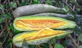 溧阳网红吃瓜事件,一场网络舆论的风暴与反思