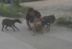 河南大狗爆料事件视频,真相与争议的交织
