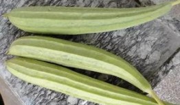 吃瓜qq免费吃瓜教程,免费吃瓜QQ教程大揭秘