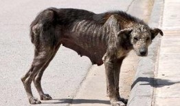 爆料救助流浪狗犯法吗视频