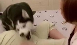 二哈爆料视频大全,萌宠日常笑料不断