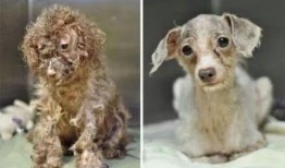 爆料救助流浪狗犯法吗视频