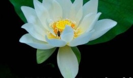 网红吃瓜头像插画,揭秘网络红人的趣味生活瞬间